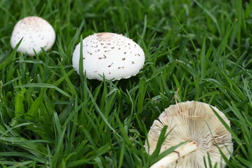 mushroom on grass