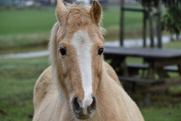 Beautiful sandy coloured horse in a park beside a small river