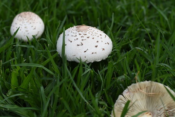 mushroom in the grass