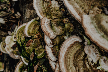 CloseUp von Pilzen an einem Baum