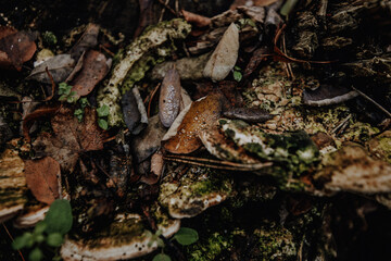 CloseUp von Tau auf Blättern
