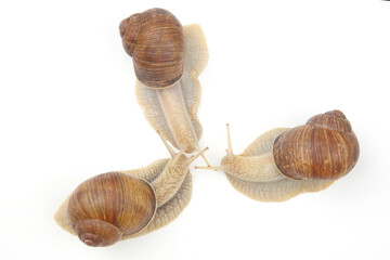 grape snail on a white background. mollusc and invertebrate. communication of the individual in society