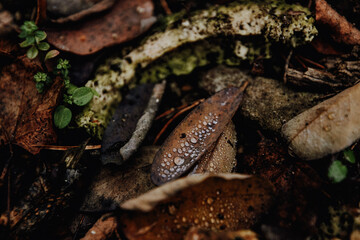 CloseUp von Tau auf Blättern