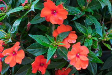 Closeup of red garden balsam flowers - obrazy, fototapety, plakaty