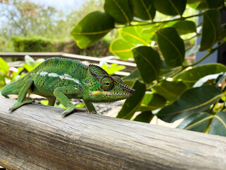chameleon