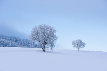 Wunderschöne Bäume in einer winterlich verschneiten Landschaft