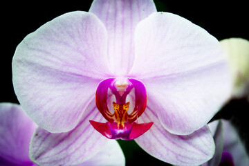 Deep pink orchid inside and light pink petals