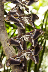 Open moth butterfly perched on a tree