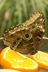 Brown owl butterfly with closed wings
