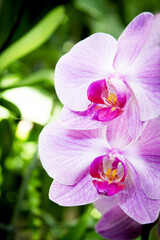 Naklejka na ściany i meble Deep pink orchid inside and light pink petals