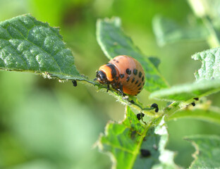 On potatoes - Colorado potato beetle larvae
