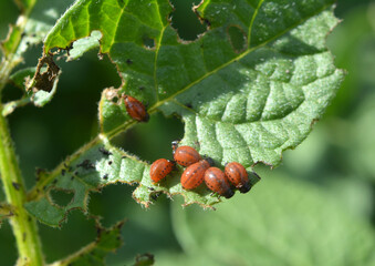 On potatoes - Colorado potato beetle larvae