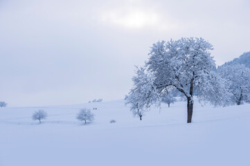 Wunderschöne winterliche Landschaft, fotografiert im Schwarzwald