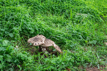 Naklejka na ściany i meble Some small mushrooms among green grass.