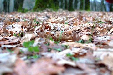 Wet road in rainy day with fallen leaves