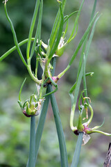 The garden grows multi-tiered onions