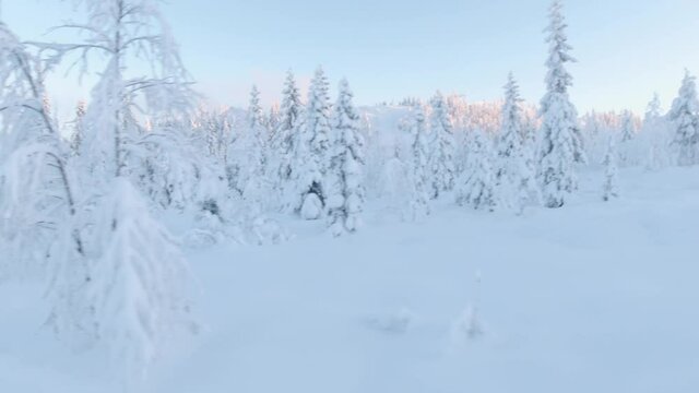 View of snow-covered trees and a skier in a slope at a swedish ski resort at sunset and blu sky after a heavy snow dump
