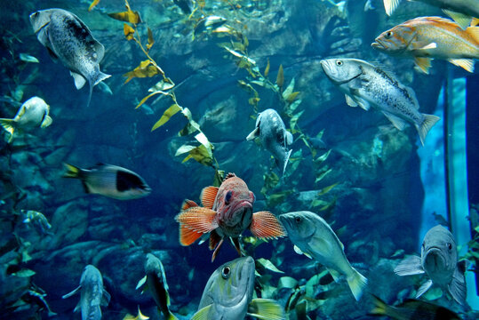 acuario