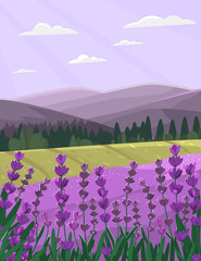 Provence landscape with lavender field. Countryside vector illustration.