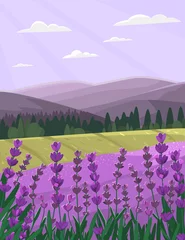 Fototapeten Provence landscape with lavender field. Countryside vector illustration. © Tatyana