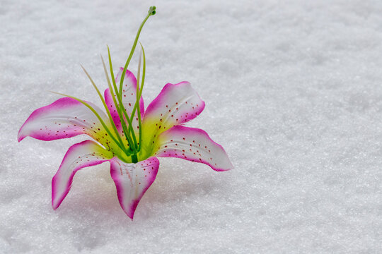artificial orchid in the snow