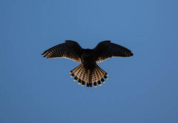 falcon (bird) close-up, sky