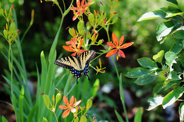 butterfly on a flower