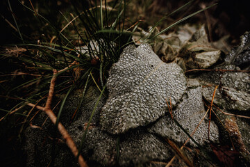CloseUp von Tau auf Blättern