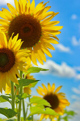 sunflower against blue sky