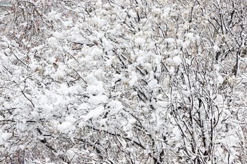 tree branches without leaves completely covered with snow