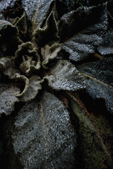 CloseUp von Tau auf Blättern