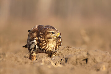Common buzzard (Buteo buteo) in the fields in natural habitat, buzzards feeding, hawk bird on the...
