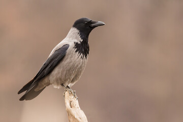 Hooded crow (Corvus cornix) or hoodie, an Eurasian large crow bird species in the Corvus genus, Corvidae family. Widely distributed black and grey crow
