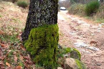 Green and brown trees and leaves in forest near the road in rainy day