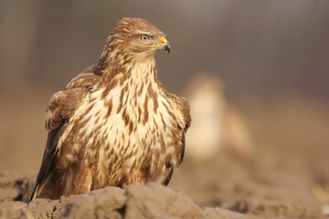 Common buzzard (Buteo buteo) in the fields in natural habitat, buzzards feeding, hawk bird on the...