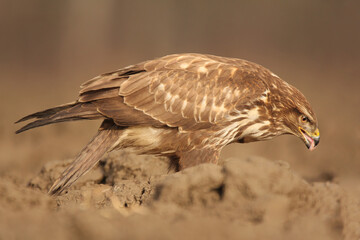 Common buzzard (Buteo buteo) in the fields in natural habitat, buzzards feeding, hawk bird on the ground, predatory bird close up