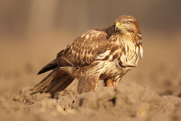 Common buzzard (Buteo buteo) in the fields in natural habitat, buzzards feeding, hawk bird on the ground, predatory bird close up