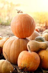 Many pumpkins on a nature surface