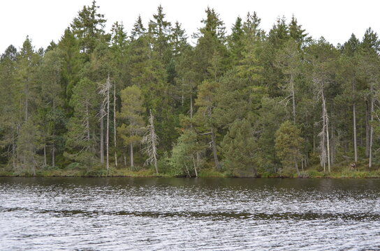 Etang de Gru&egrave;re, Jura, Suise