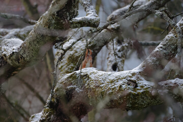 squirrel sitting on a branch in winter time
