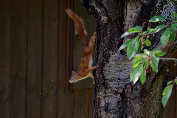 squirrel is strengthening and clinging to a tree. It's cherry season