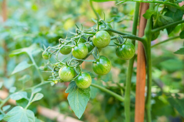 Fototapeta premium Branch of a tomato plant supported with a stick, with a bunch of green cherry tomatoes. Growing food in the backyard