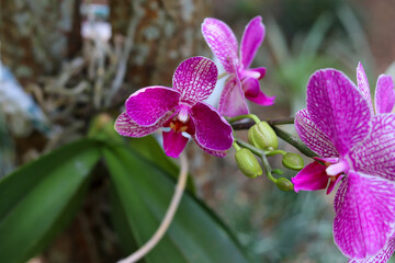 Beautiful Orchids planted in tree.
