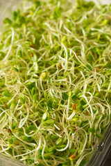 Organic Green Raw Alfalfa Sprouts