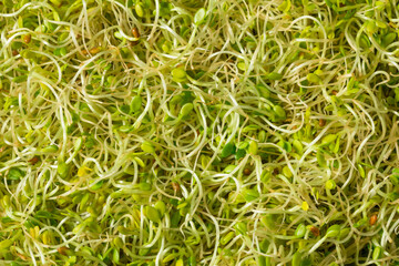 Organic Green Raw Alfalfa Sprouts
