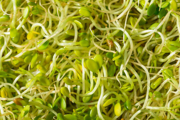 Organic Green Raw Alfalfa Sprouts