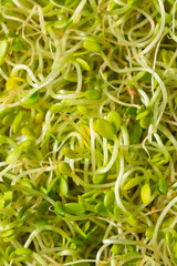 Organic Green Raw Alfalfa Sprouts