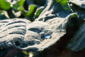 Dew drops on broccoli crop leaves