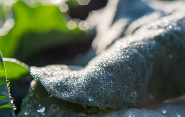 Dew drops on broccoli crop leaves