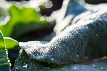 Dew drops on broccoli crop leaves